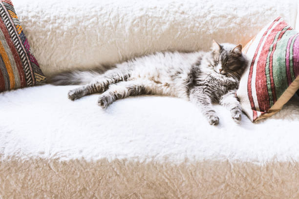 istock Gray long hair domestic cat sleeping on the couch 622811432