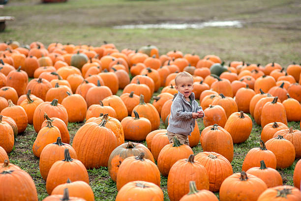 Cute young toddler walking through rows of pumpkins