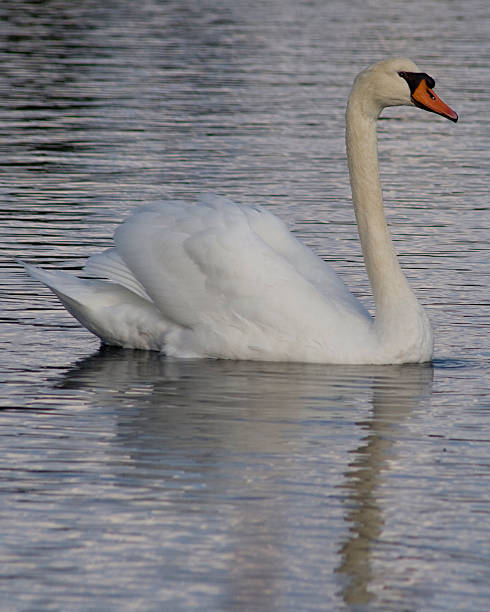 istock Portrait of a Swan 622889514