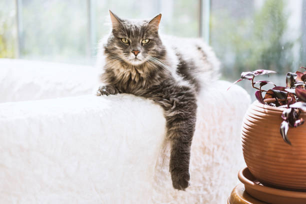 Gray long hair domestic cat on the couch Gray long hair domestic cat lying on the couch by the window, enjoying the sunny warm day. longhair cat stock pictures, royalty-free photos & images