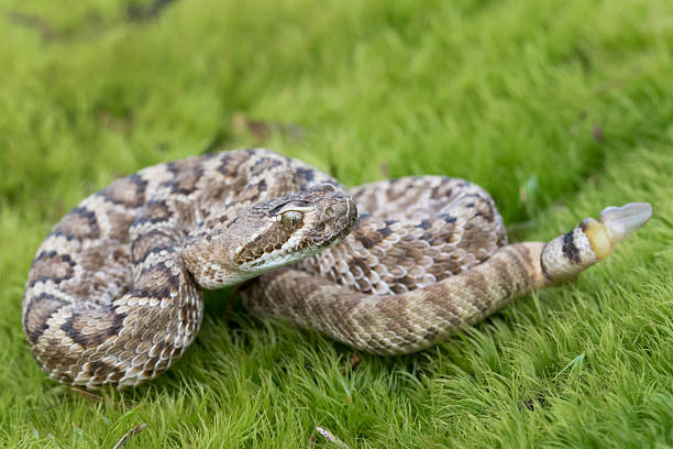 serpiente de cascabel mojave juvenil con cola de botón - mojave rattlesnake fotografías e imágenes de stock