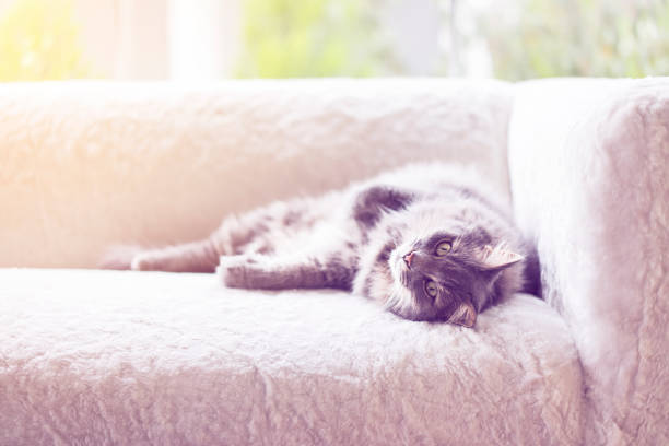 Gray long hair domestic cat sleeping on the couch by the window, enjoying the sunny warm day.