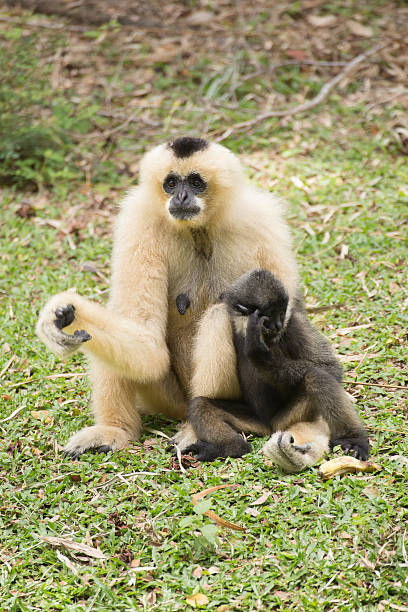 istock Mother Gibbon and baby 622890870