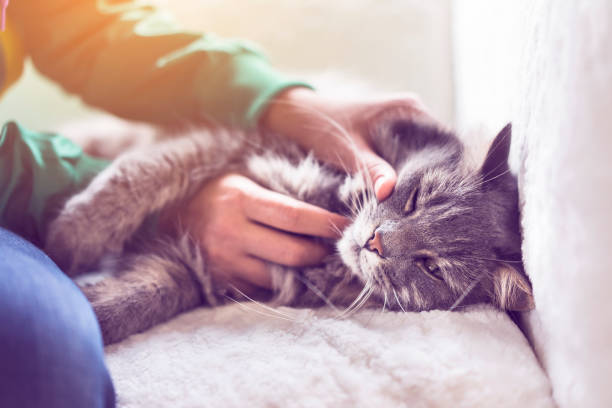 istock Hands petting domestic cat lying on the couch 622890878