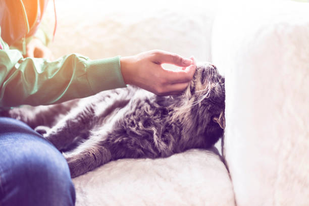 istock Hands petting domestic cat lying on the couch 622891496