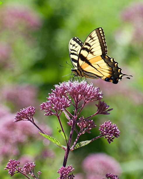 istock Monarch Butterfly on Flower Side View 622891608
