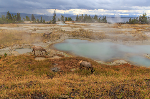 Elk gather around the pools at West Thumb Geyser Basin around dusk in Yellowstone National Park, Wyoming, USA.