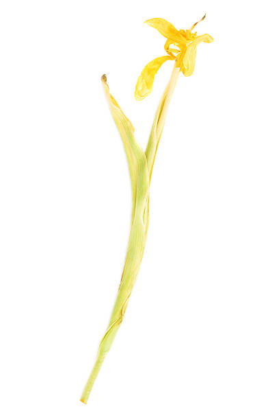 istock Dried yellow tulip flower over white background 622891684