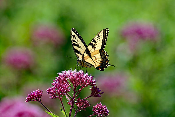 istock Monarch Butterfly Wide Shot 622891832