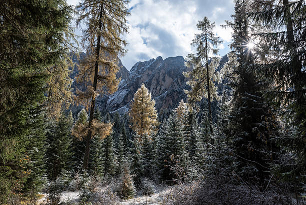 istock Forest at Lake Braies in South Tyrol 622892666