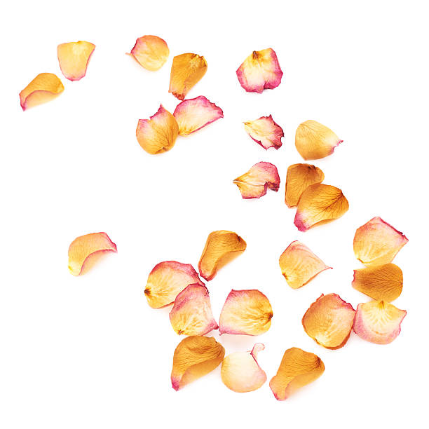 istock White surface covered with pink rose petals as a romantic 622892736