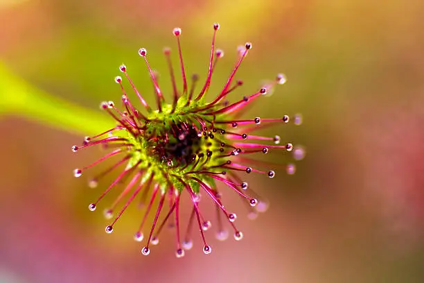 Drosera porrecta,carnivorous plant, Western Australia