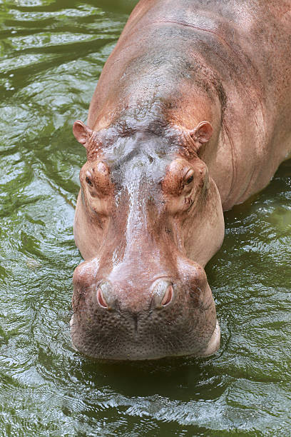 istock hippopotamus to soaking water. 622893728