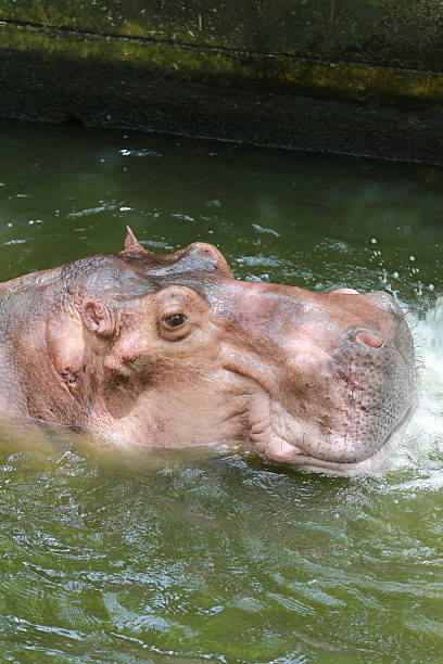 istock hippopotamus to soaking water. 622893790