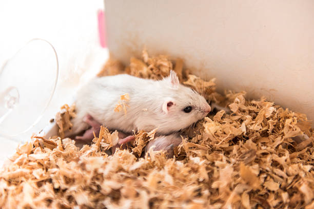 istock Hamster mom with babies in sawdust. 622894530