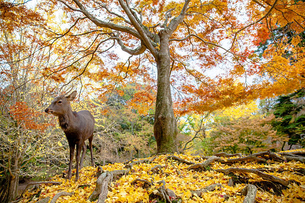 istock Deer live freely in Nara 622894976
