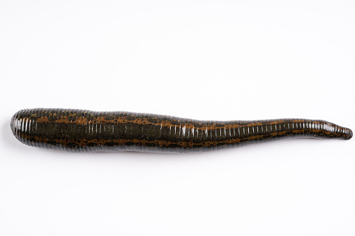 Macro of leech isolated of white background