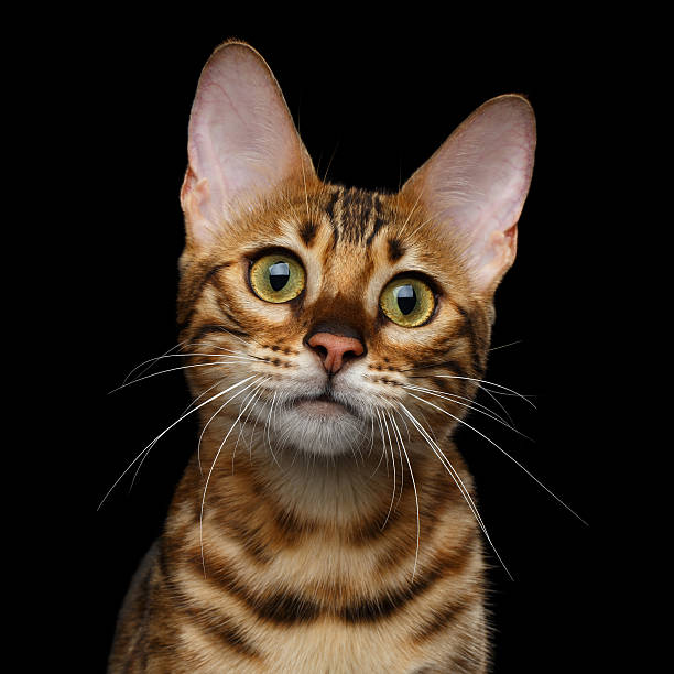 istock Adorable breed Bengal kitten isolated on Black Background 622896210