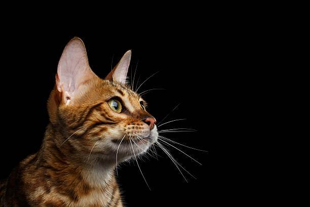 Adorable breed Bengal kitten isolated on Black Background