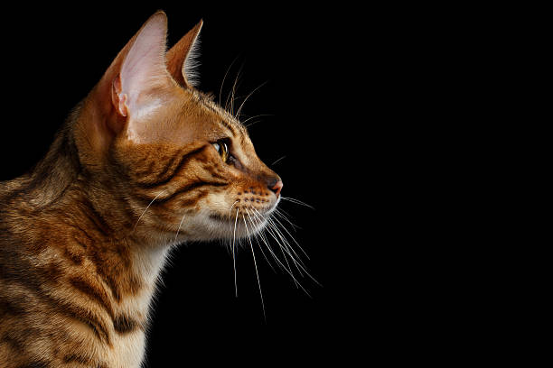 istock Adorable breed Bengal kitten isolated on Black Background 622896392