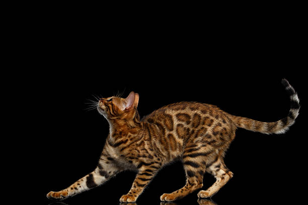 istock Adorable breed Bengal kitty isolated on Black Background 622896476