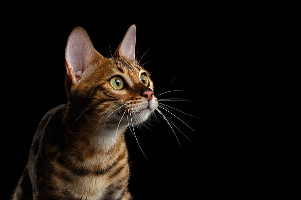 istock Adorable breed Bengal kitten isolated on Black Background 622896556