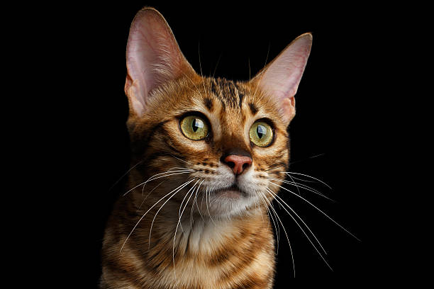 istock Adorable breed Bengal kitten isolated on Black Background 622896610