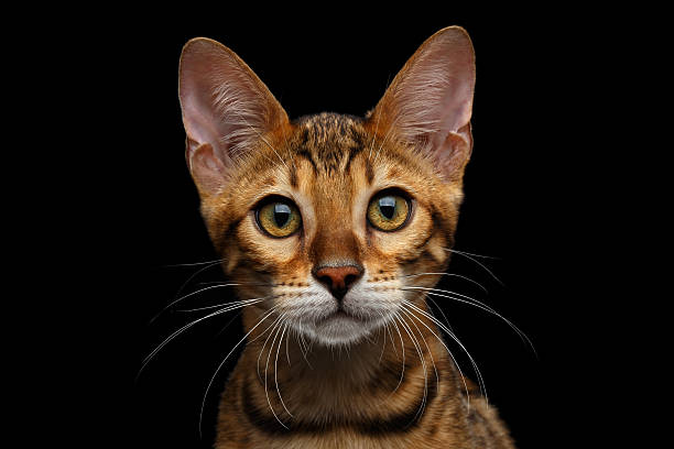 istock Adorable breed Bengal kitten isolated on Black Background 622896766