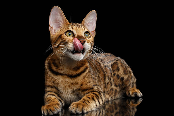 istock Adorable breed Bengal kitty isolated on Black Background 622896926