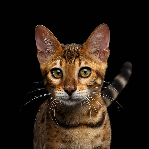 Adorable breed Bengal kitten isolated on Black Background