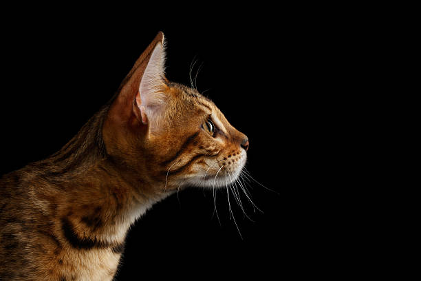 istock Adorable breed Bengal kitten isolated on Black Background 622897002