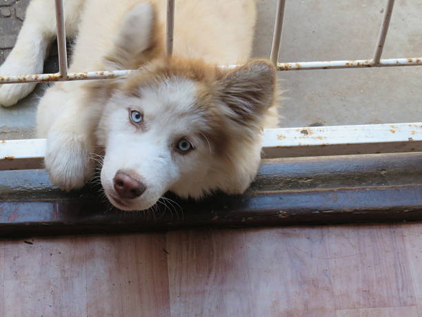 istock Husky puppy locked out 622897176