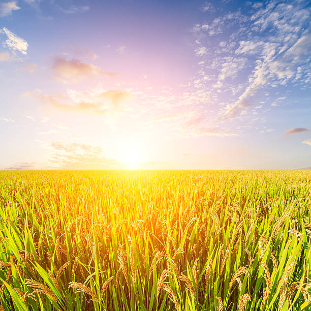 istock ripe rice on farmland at sunset 622903550