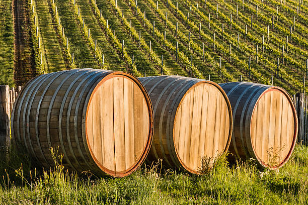 wine barrel in a grape vineyard