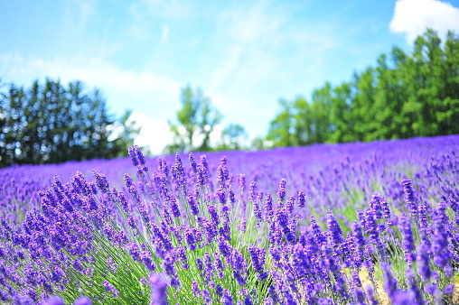 Purple Lavender Flower Fields