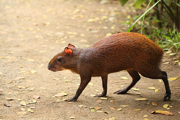 Common Agouti rodent running across the path, Costa Rica. Common Agouti rodent running across the path. Agouti are similar to Guinea pigs, but with longer legs & native to Central & South America.   dasyprocta stock pictures, royalty-free photos & images