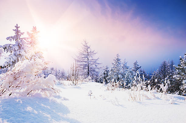 Snow-covered trees in winter forest at sunset. Snow-covered trees in winter forest at sunset. Beautiful winter landscape. snow sunset winter mountain stock pictures, royalty-free photos & images