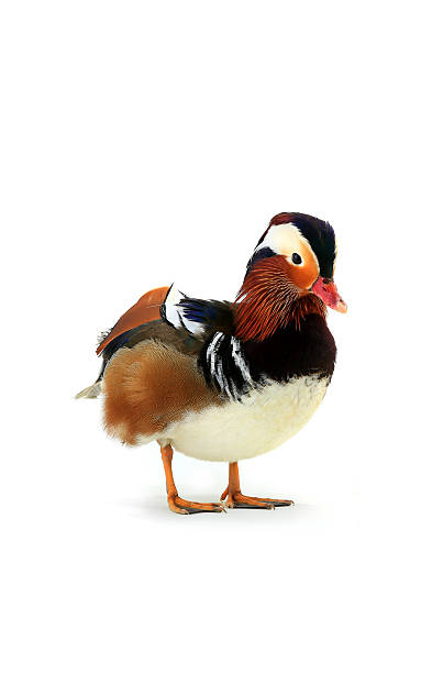 istock male mandarin duck 622910648
