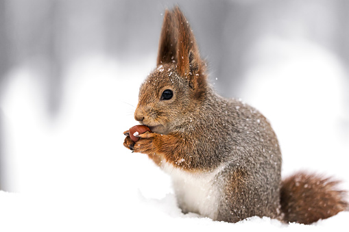 young squirrel sitting on snow with a nut against blurred forest background
