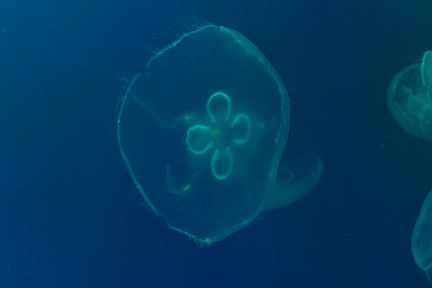 istock Jellyfish in an aquarium in blue 622911790
