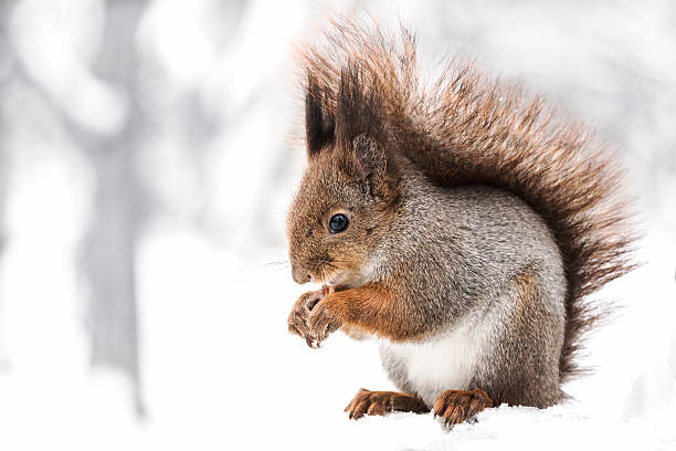 istock little squirrel sitting on snowy winter forest and eating nut 622912062