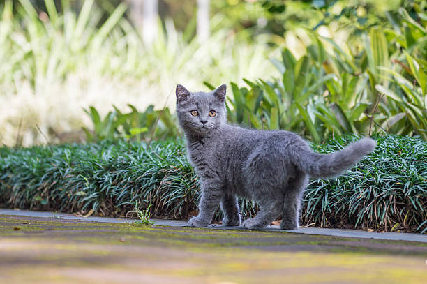 istock The kitten in the outdoor park 622912484