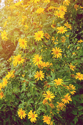 Garden flowers, yellow flowers Mexican tournesol