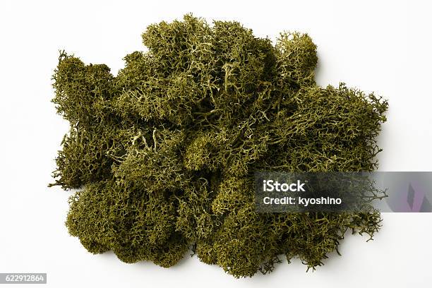 Isolated Shot Of Green Moss On White Background Stock Photo - Download Image Now - Moss, Textured Effect, Textured