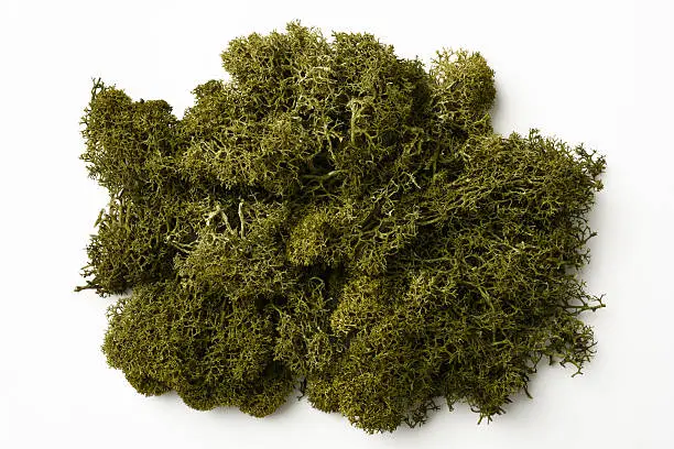 Overhead shot of green moss isolated on white background.
