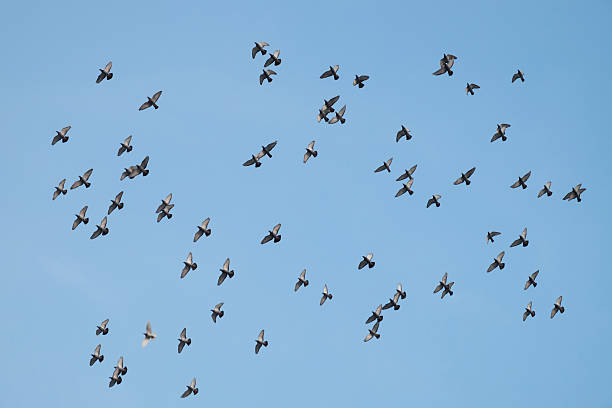istock The birds are flying. 622913902