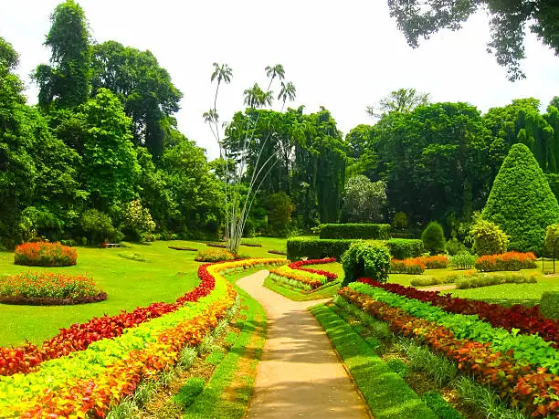 Photo of Royal Botanical garden Peradeniya. Sri Lanka