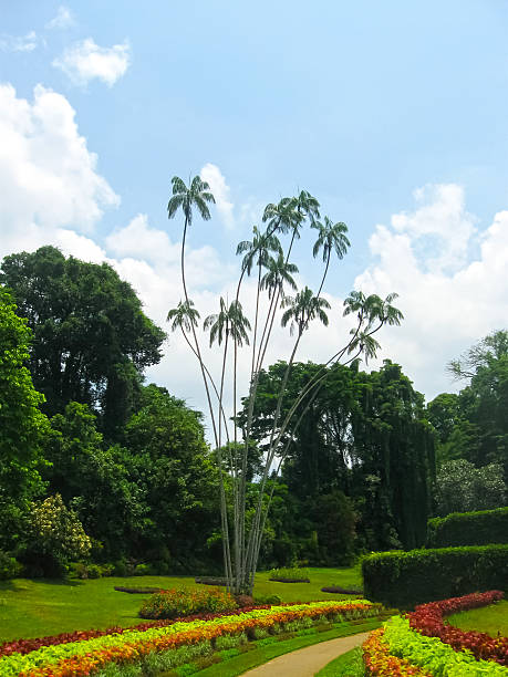 istock Royal Botanical garden Peradeniya. Sri Lanka 622914606