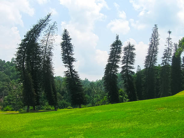 Singapore- 19 Apr, 2024: The iconic Tembusu tree at the Singapore Botanic Gardens. This tree is featured on Singapore $5 note