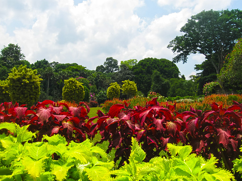 Royal Botanical garden Peradeniya at Sri Lanka